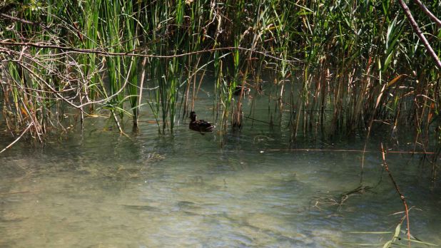 Értékálló közvetlen vízparti ingatlan a Balaton déli partján